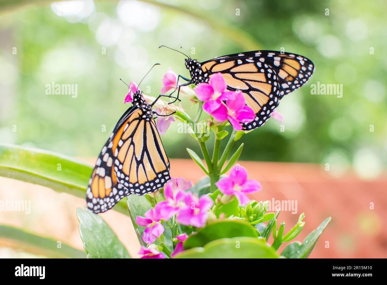 Due farfalle Monarch su fiori rosa Foto Stock