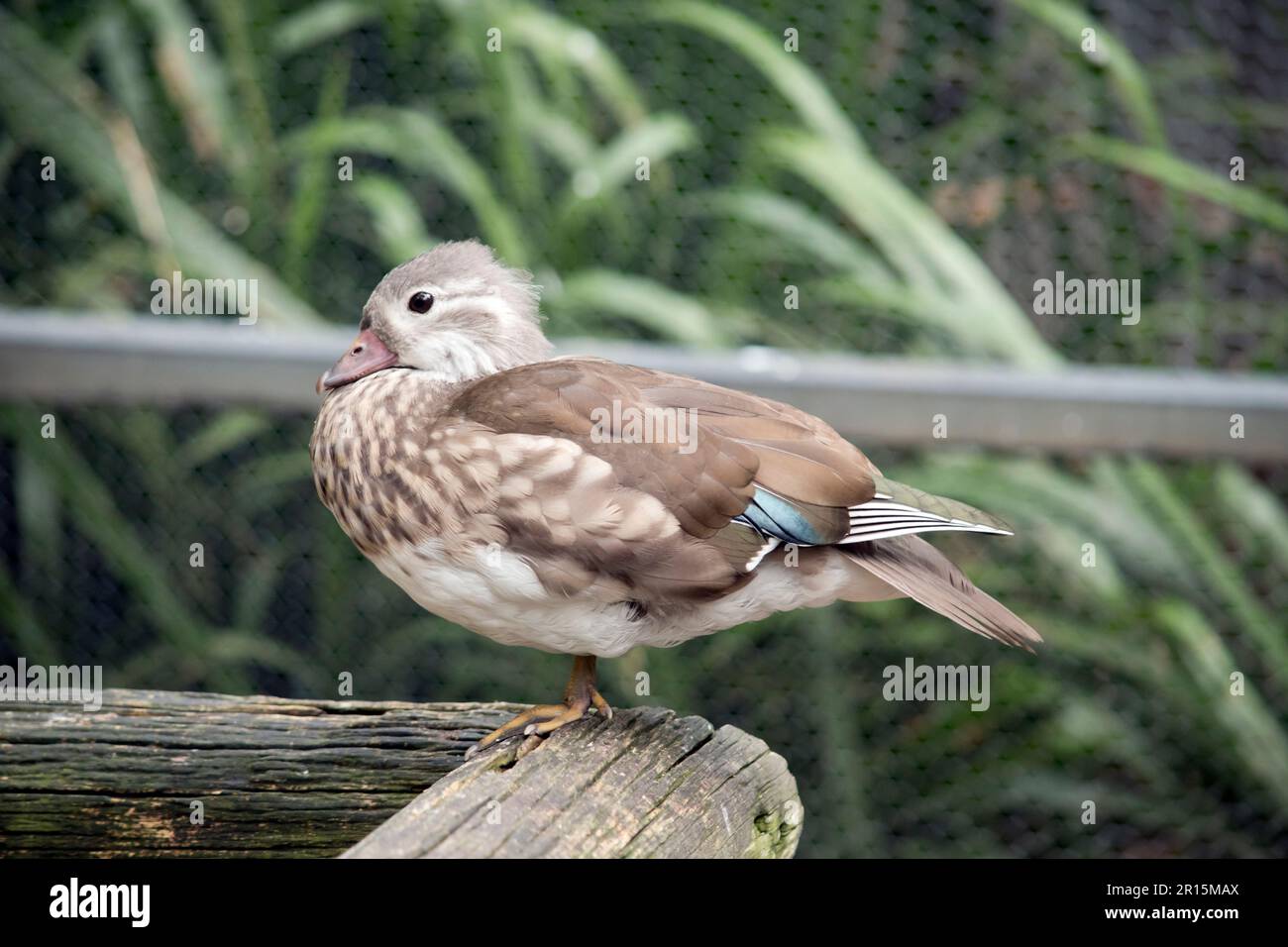 L'anatra pechinese ha piume bianche e marrone chiaro con un petto bianco e gambe, piedi e becco arancioni. Perché sono così pesanti che non possono volare Foto Stock