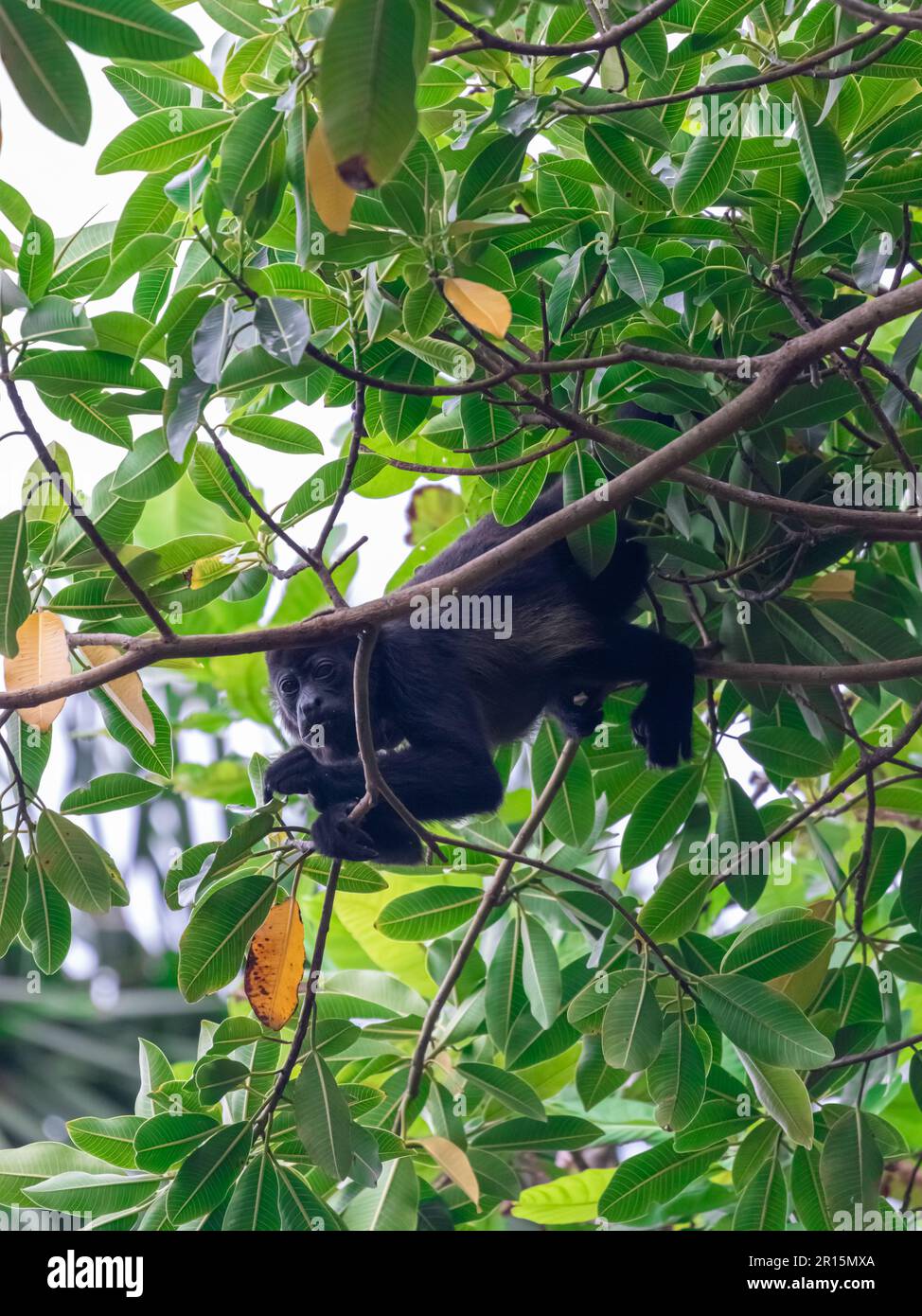 Scimmia urlatrice che riposa nei rami, mangiando i semi. Foto Stock