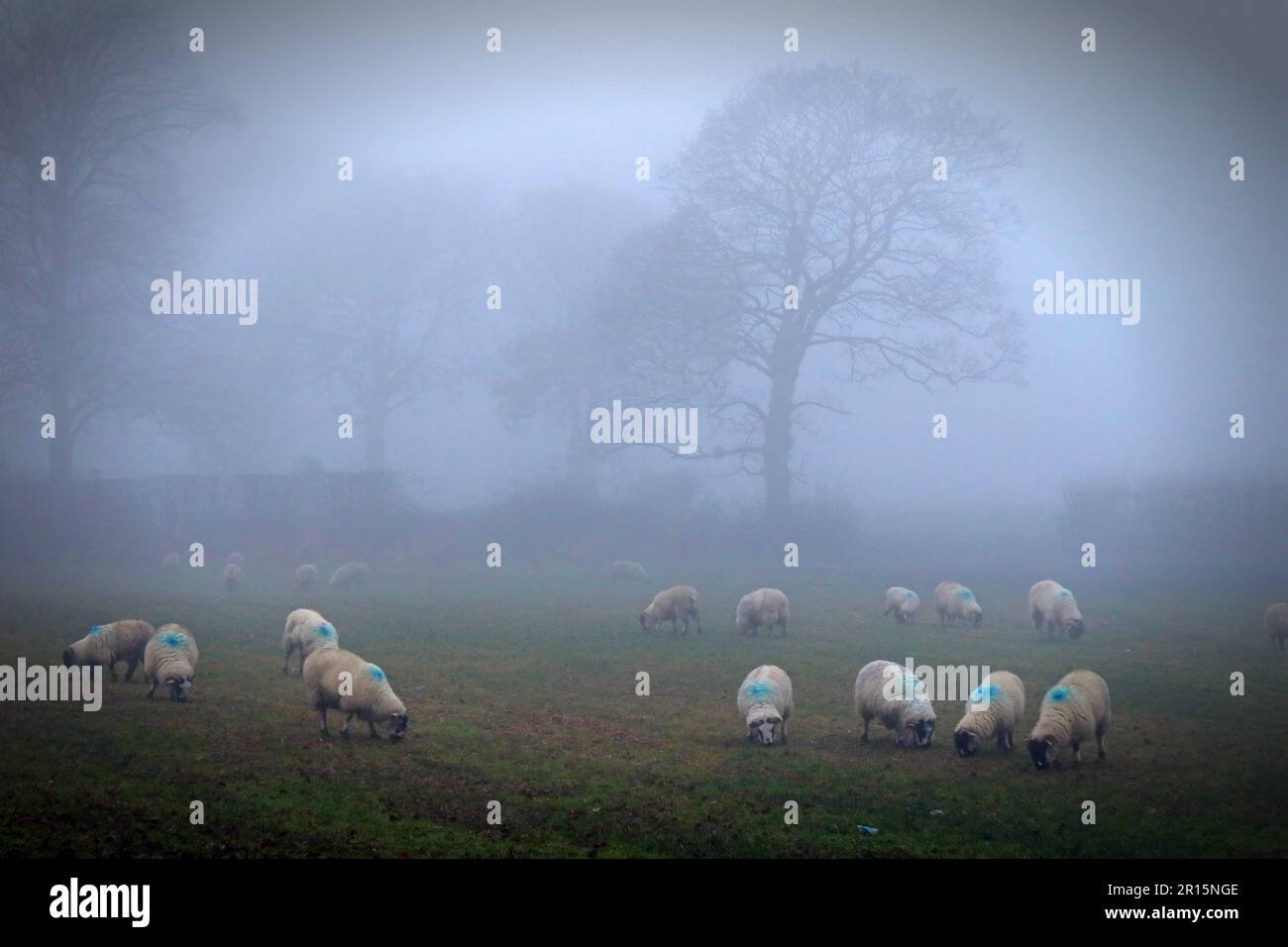 Pecore in un campo su un inverno misty mattina, Cheshire, Inghilterra, Regno Unito, WA4 Foto Stock