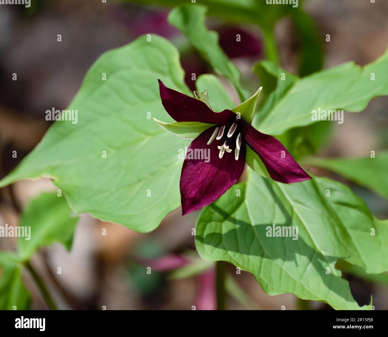 Un trillium rosso, Trillium erectum, che cresce nelle montagne selvagge Adirondack, NY USA foresta con un insetto bastone su uno dei petali. Foto Stock