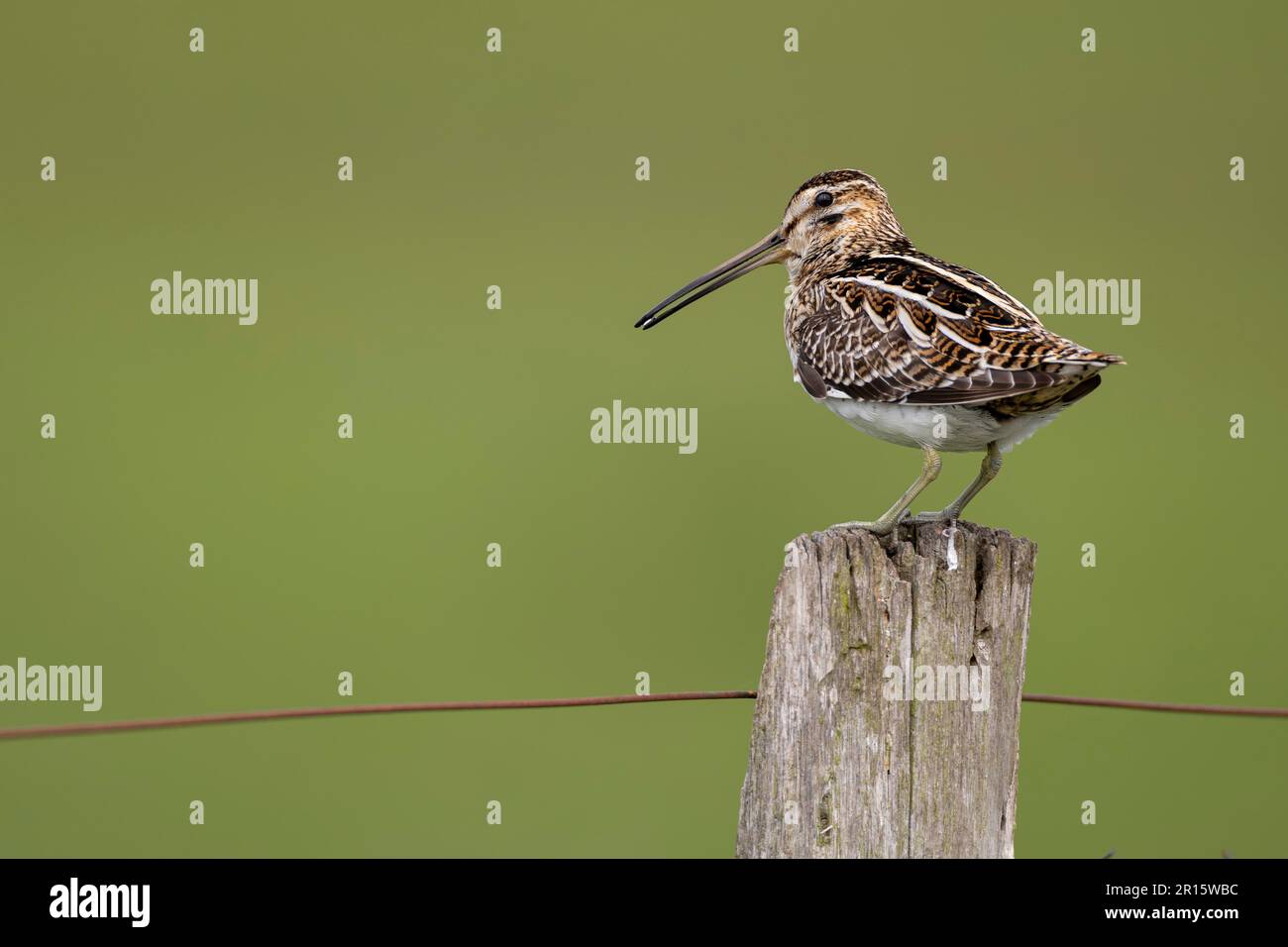 Snipe comune (Gallinago gallinago), che riposa su un palo di pascolo, Duemmer, Ochsenmoor, bassa Sassonia, Germania Foto Stock