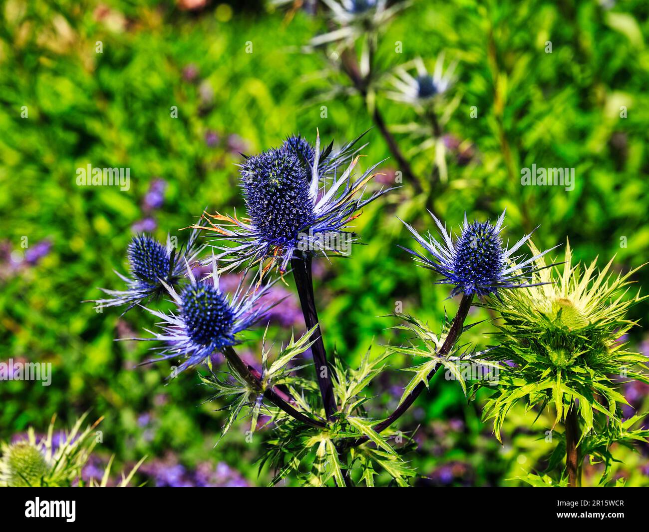 Agrifoglio di mare alpino (Eryngium alpinum), fiore, cardo blu, fiore nazionale, Scozia, Gran Bretagna Foto Stock