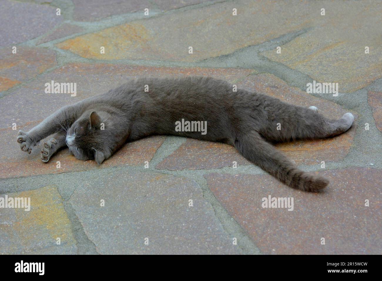 Certosino, gatto stretching Foto Stock