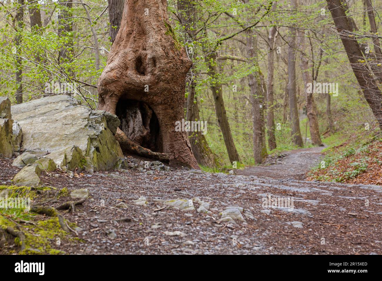 Harz Witches' Trail Foto Stock