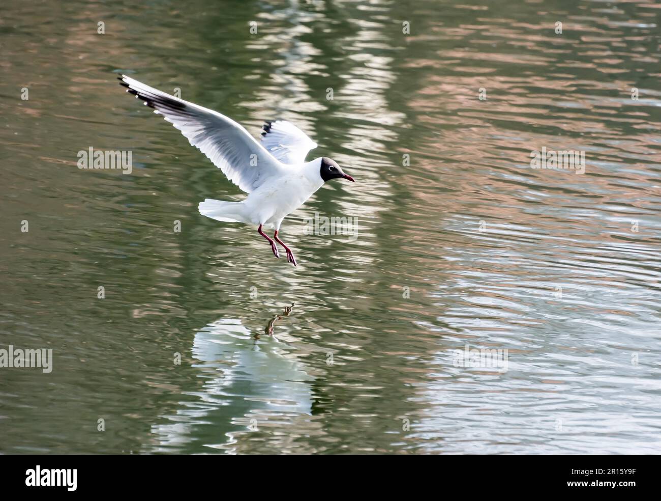 White Seagull lo sbarco in acqua Foto Stock