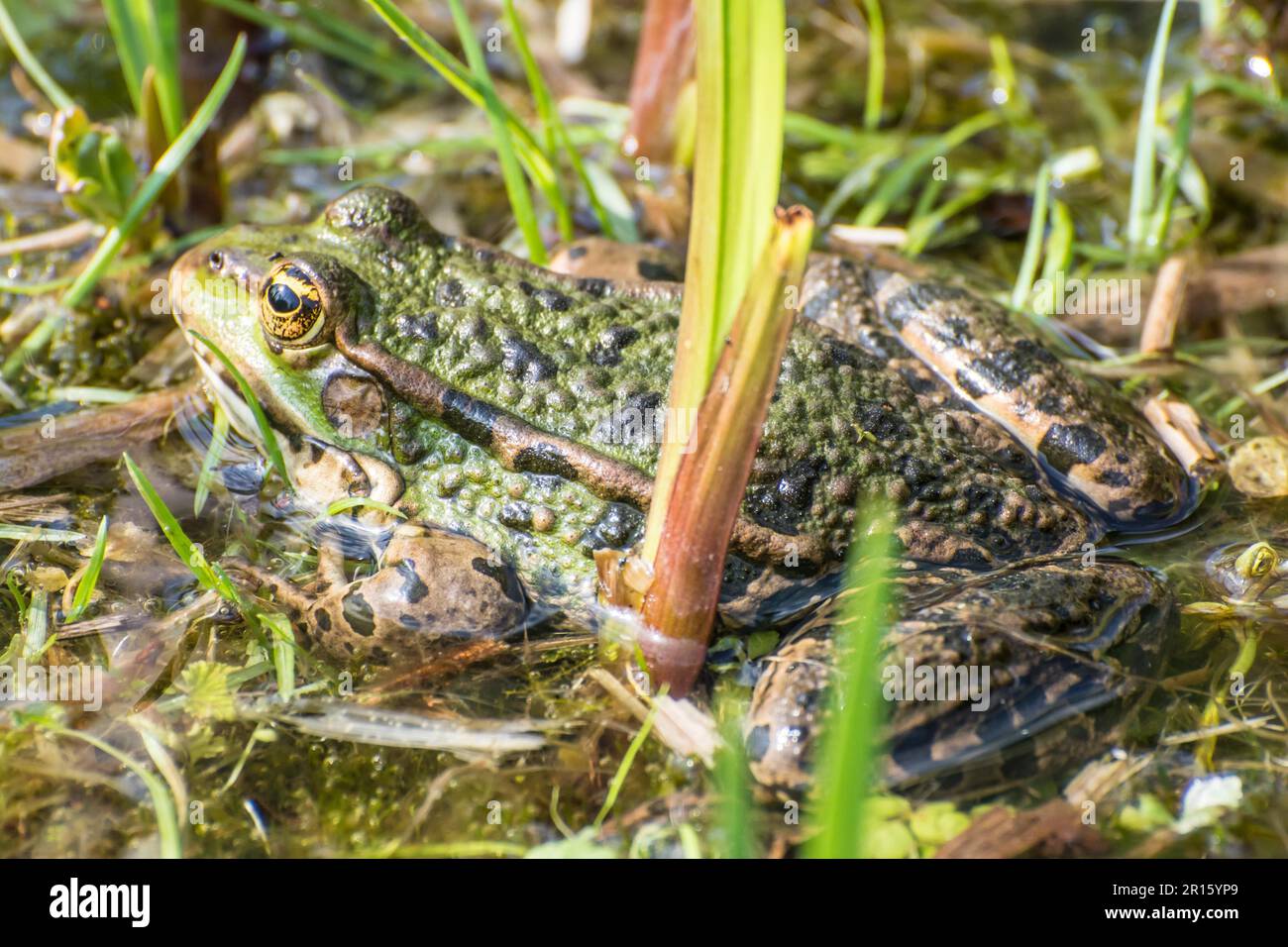 Rana verde nascosto nel pettine Foto Stock