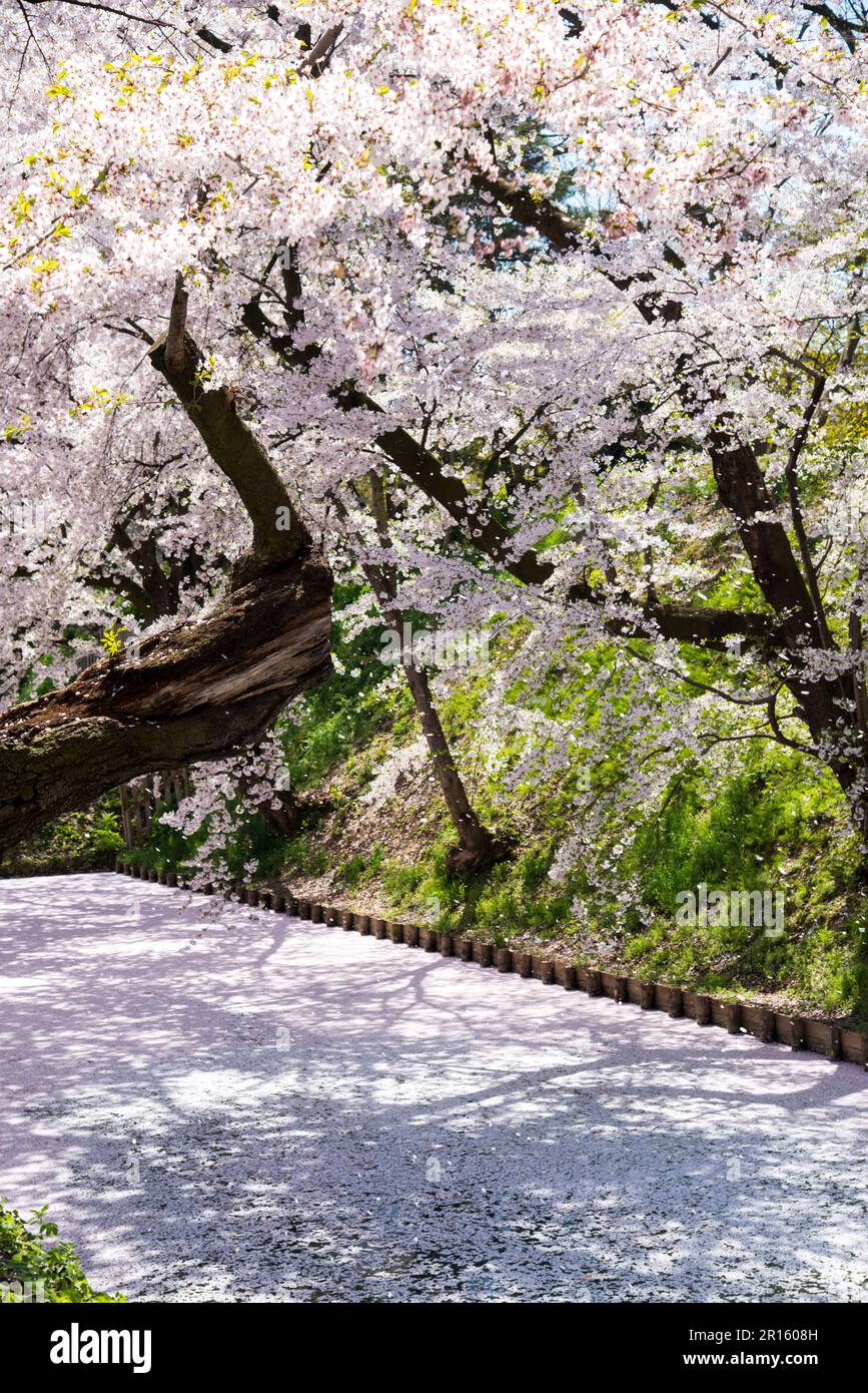 Nel castello di Hirosakijo, i sanguinelli di ciliegia in piena fioritura lungo i fossati e la loro caduta come una tempesta di neve Foto Stock