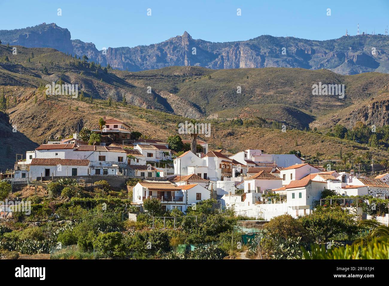 Villaggio, Fataga, Barranco de Fataga, palme, gola, Massiccio Centrale, Costa meridionale, Gran Canaria, Isole Canarie, Spagna Foto Stock