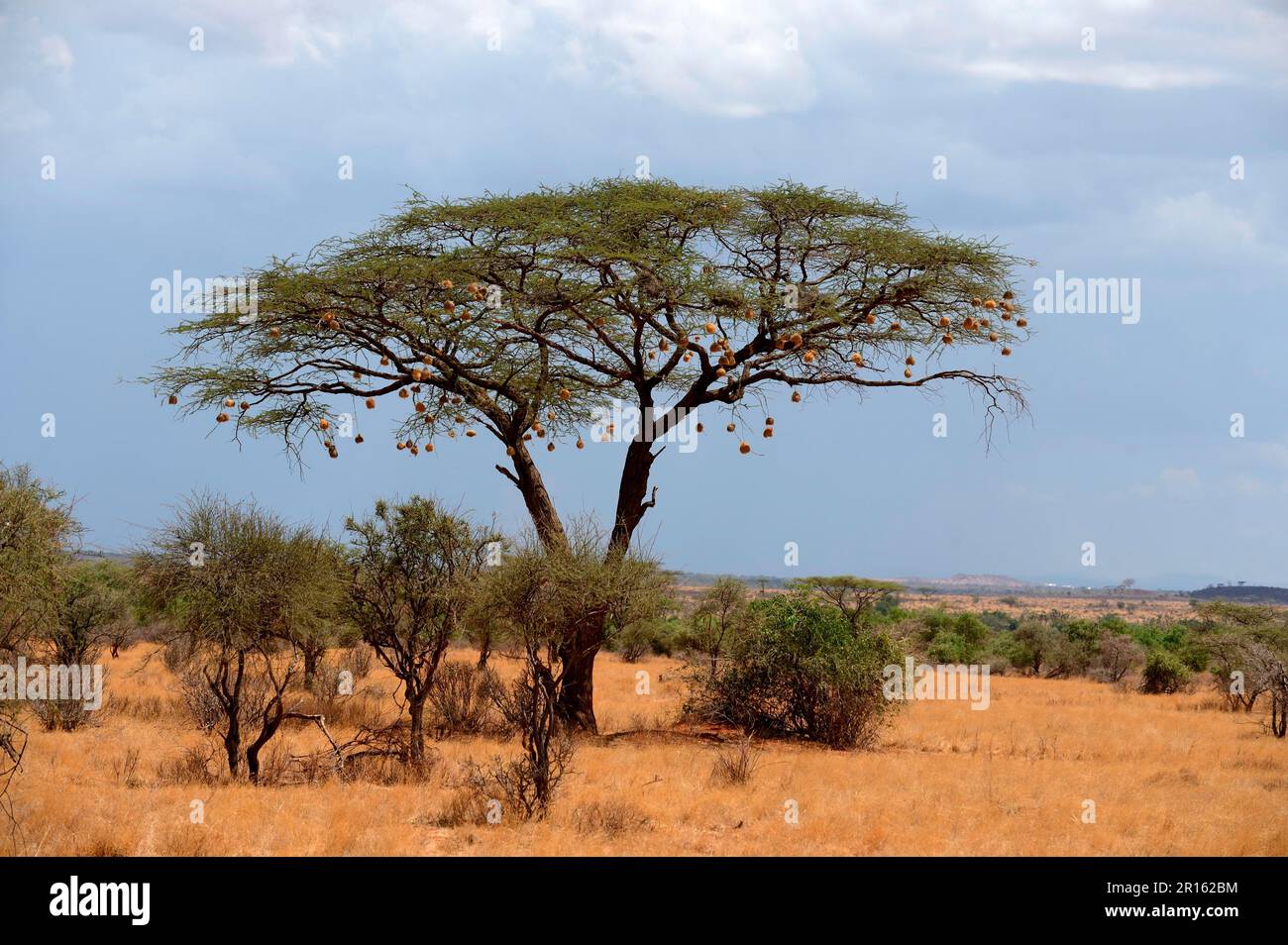 Nido di uccello di Weaver in Acacia albero, ombrello Thorn acacia (ombrello  acacia tortillis) Samburu National Reserve, Kenya, Africa Foto stock - Alamy