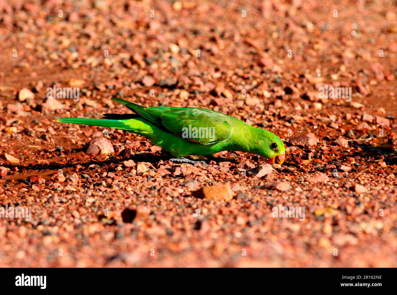 Pappagalli con ali rosse (Aprosmictus eritrypterus), pappagalli, pappagalli, animali, uccelli, Pappagallo rosso femmina adulta che beve da pozza, sud-est Foto Stock