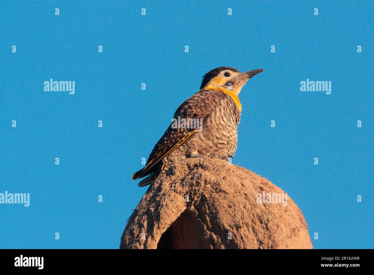 Flicker di campo (Colaptes campestris campestroides) adulto, arroccato su Hornero (Furnarius sp.) Nido di fango, Colonia Carlos Pellegrini, Corrientes, Argentina Foto Stock