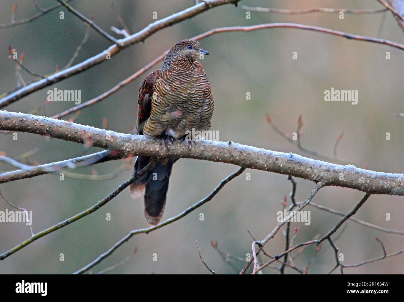 Colomba di cucucucucucuculo al trono (Macropygia unchall), colomba di cucuculo malese, colomba di cucuculo al trono, piccioni, animali, Uccelli, Barred femmina di cucù-colomba adulta, arroccato Foto Stock