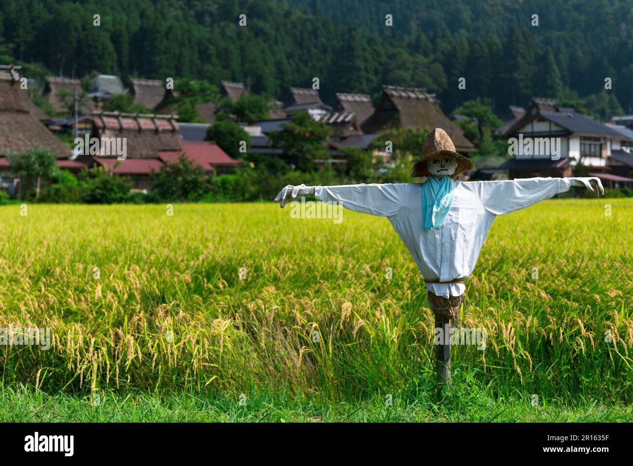Paesaggio di Miyama con case dal tetto di paglia e piante di riso ondeggianti Foto Stock