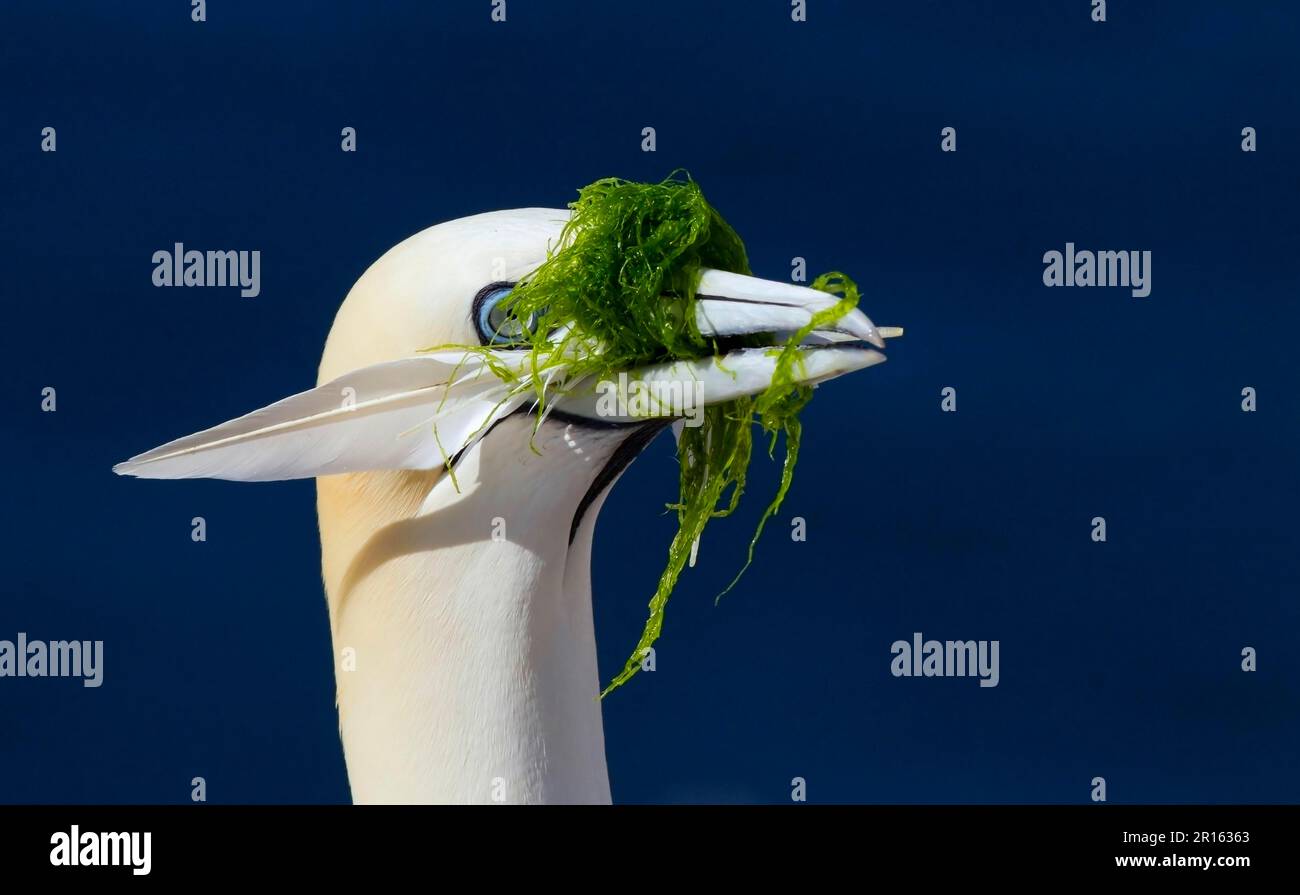 Gannetto settentrionale adulto (Morus fagianus), primo piano della testa, raccolta di piume e alghe in becco per nesting materiale, Bass Rock, Firth of Forth Foto Stock