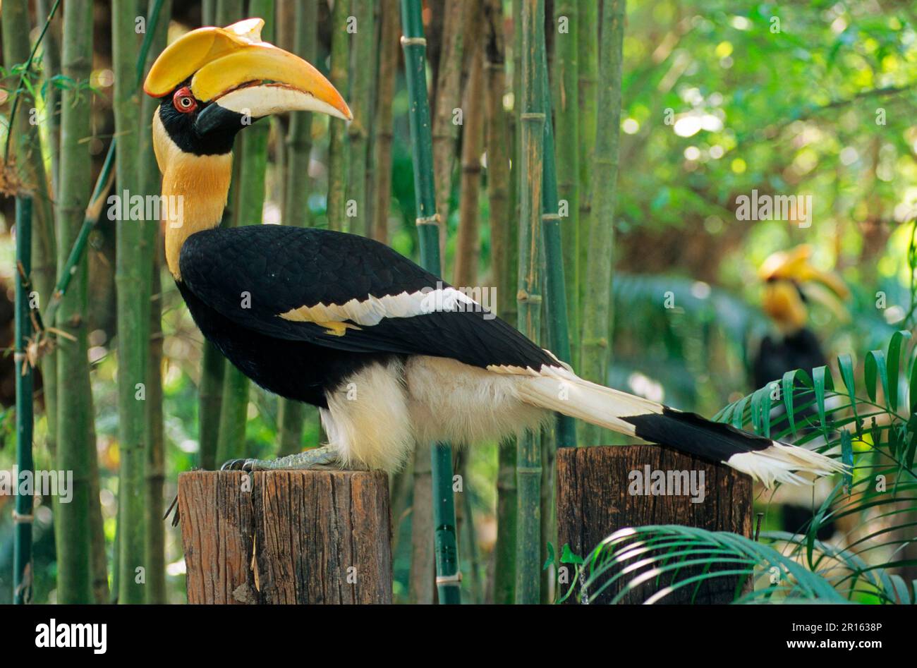 Grande Ornbillo, doppio Ornbillo, doppio Ornbillo, Ornbillo, Animali, Uccelli, Grande Hornbill indiano (Buceros bicornis) prigioniero, arroccato su moncone Foto Stock