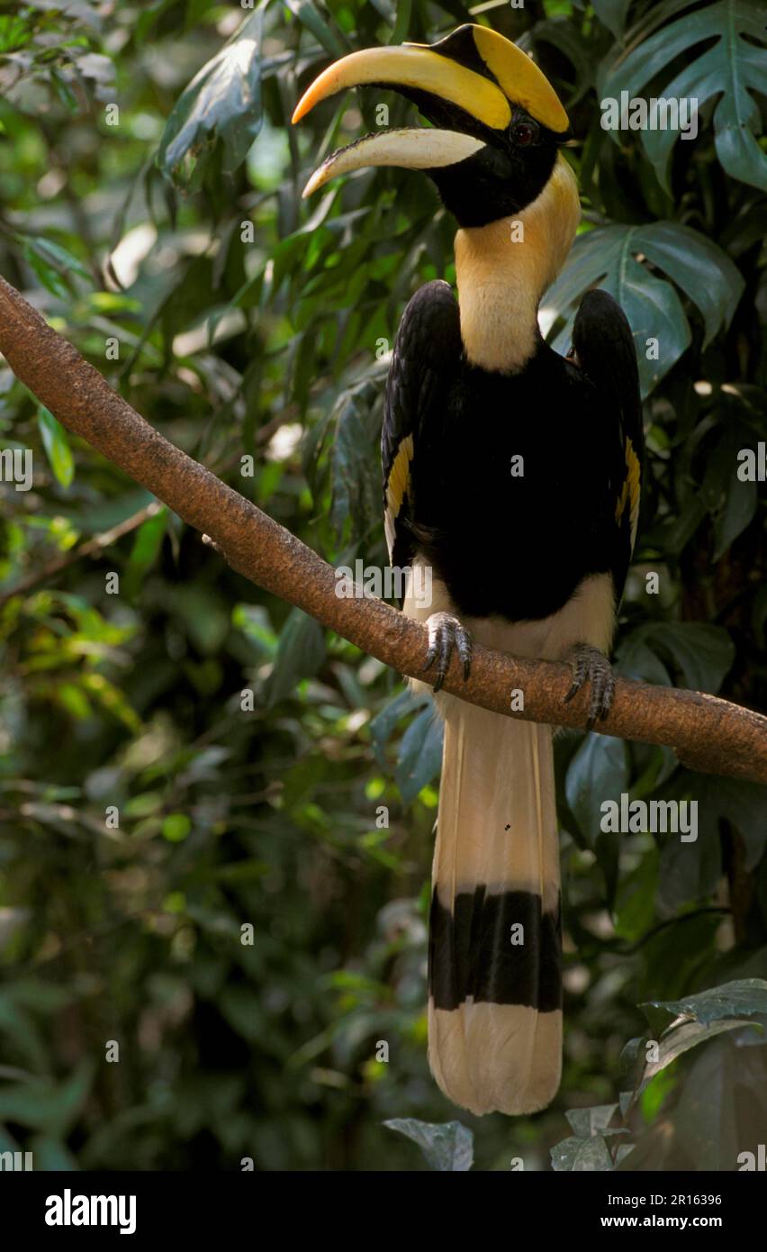 Gran Ornbillo, doppio Ornbillo, Ornbillo, Animali, Uccelli, Grande Hornbill indiano (Buceros bicornis) Captive, arroccato su Safariworld (S), Thailandia Foto Stock