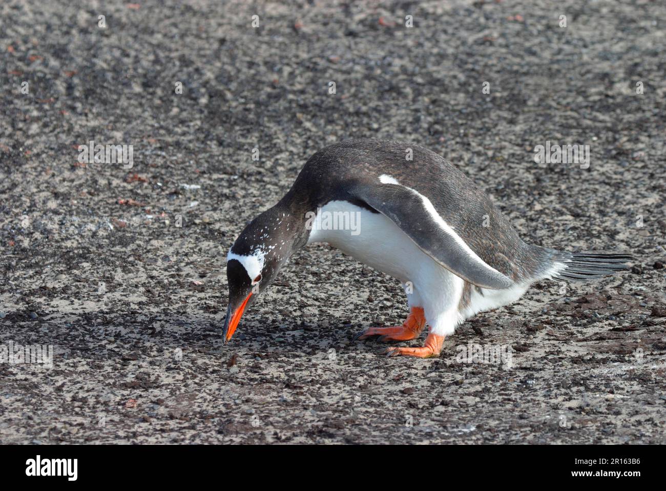 Pinguino Gentoo, pinguino Gentoo, pinguini Gentoo, pinguini, animali, Uccelli, pinguino Gentoo (Pygoscelios papua) raccolta di ciottoli per nido Foto Stock