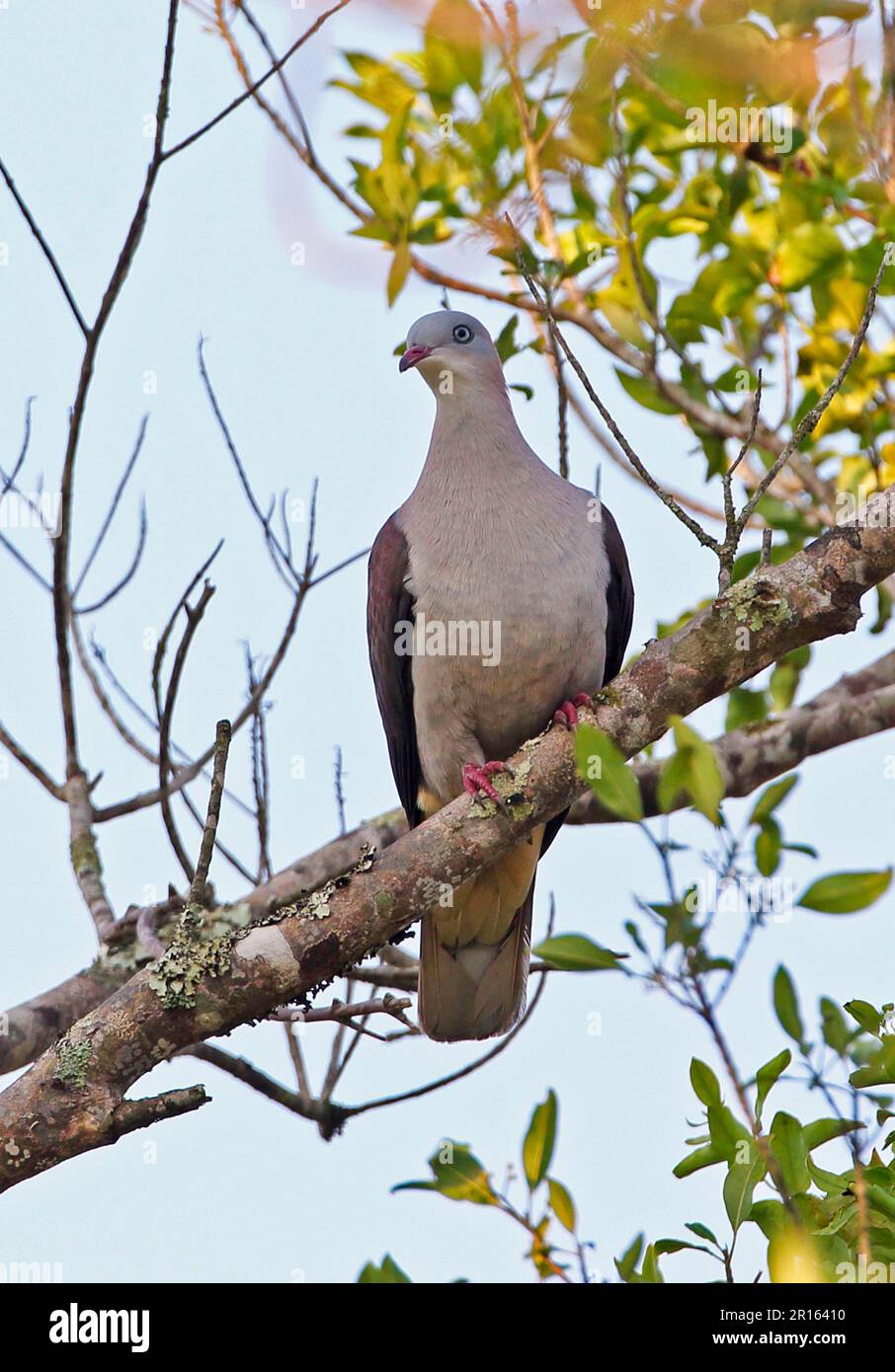 Montagna Imperial-piccione (Ducula badia griseicapilla) adulto, arroccato sul ramo, Dakdam Highland, Cambogia Foto Stock