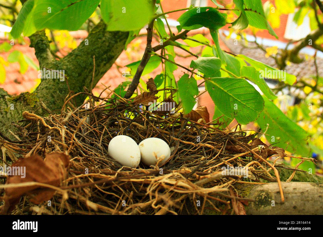 Pigeon legno, Pigeon legno (Columba palumbus), Pigeon, animali, Uccelli, Pigeon legno due uova in nido, sul ramo di noce persiano comune (Juglans Foto Stock