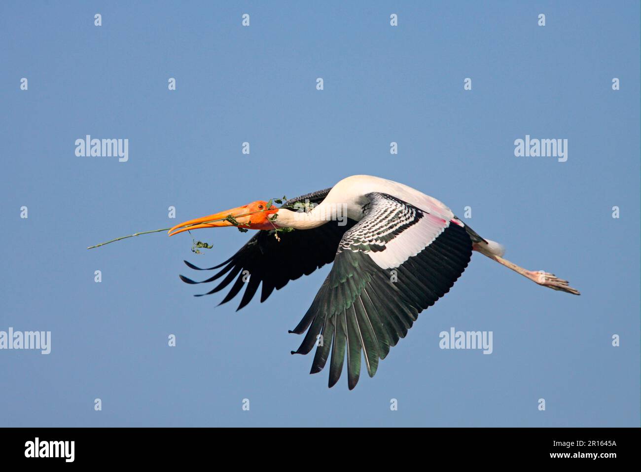 Cicogna dipinta (Mycteria leucocephala) adulto, in volo, raccolta di materiale di nidificazione, Ranganathittu, Karnataka, India Foto Stock