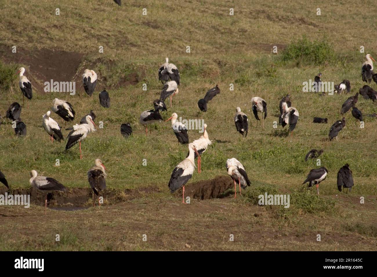 Cicogna bianca (Ciconia ciconia) e cicogne di Abdim, cratere di Ngorongoro, Ciconia abdimii Foto Stock