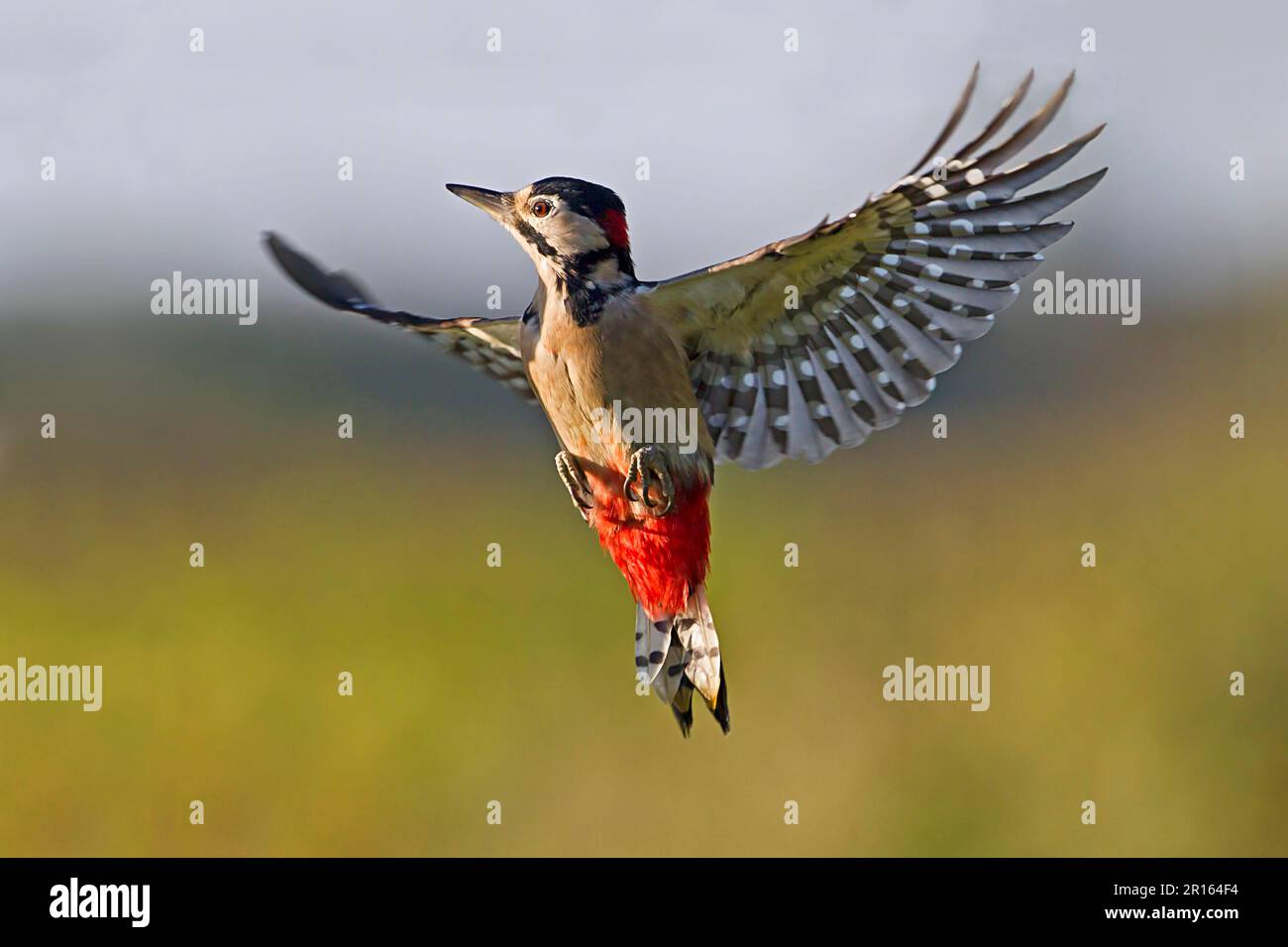 Grande picchio macchiato (Dendrocopus major), adulto maschio, in volo, Warwickshire, Inghilterra, Regno Unito Foto Stock