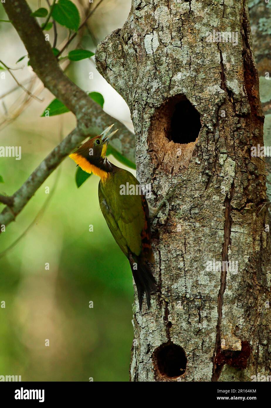 Greater Yellowfin (Picus flavinucha lylei), maschio adulto, aggrappato al tronco dell'albero al foro del nido, Kaeng Krachan N. P. Thailandia Foto Stock