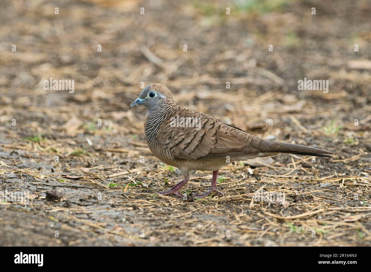 Zebra colomba (Geopelia striata) adulto, a piedi sul terreno, Candaba, Luzon Island, Filippine Foto Stock