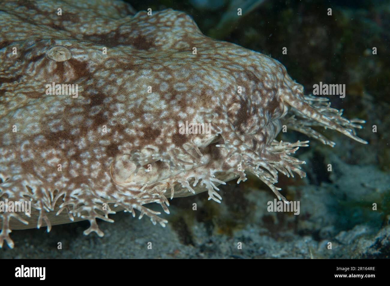 Obeggong (Eucarrossorhinus dasypogon), squalo da carpetto, altri animali, pesci, squali, Animali, Tasselled Wobbegong adulto, primo piano della testa Foto Stock