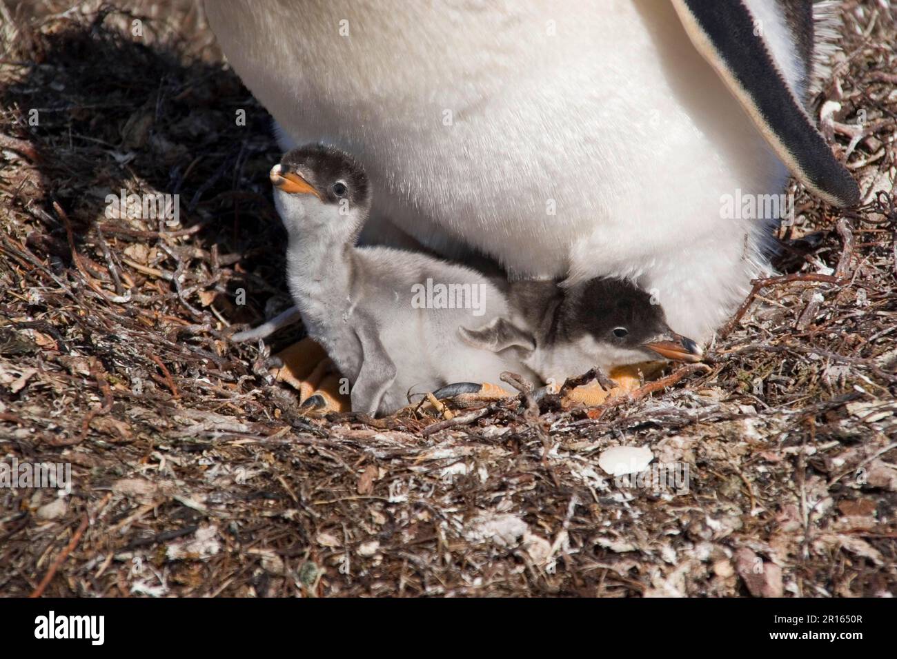 Pinguini Gentoo, pinguini Gentoo, pinguini gentoo (Pygoscelis papua), pinguini Gentoo, pinguini, animali, uccelli, Giovane pinguino Gentoo in falkland nido Foto Stock