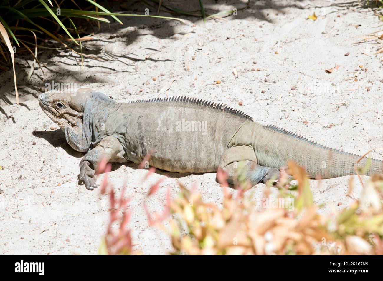 le iguane di rinoceronte hanno una grande lucertola di corpo pesante con un corpo grigio uniforme; i maschi hanno 3 sporgenze simili a corno sulla testa Foto Stock