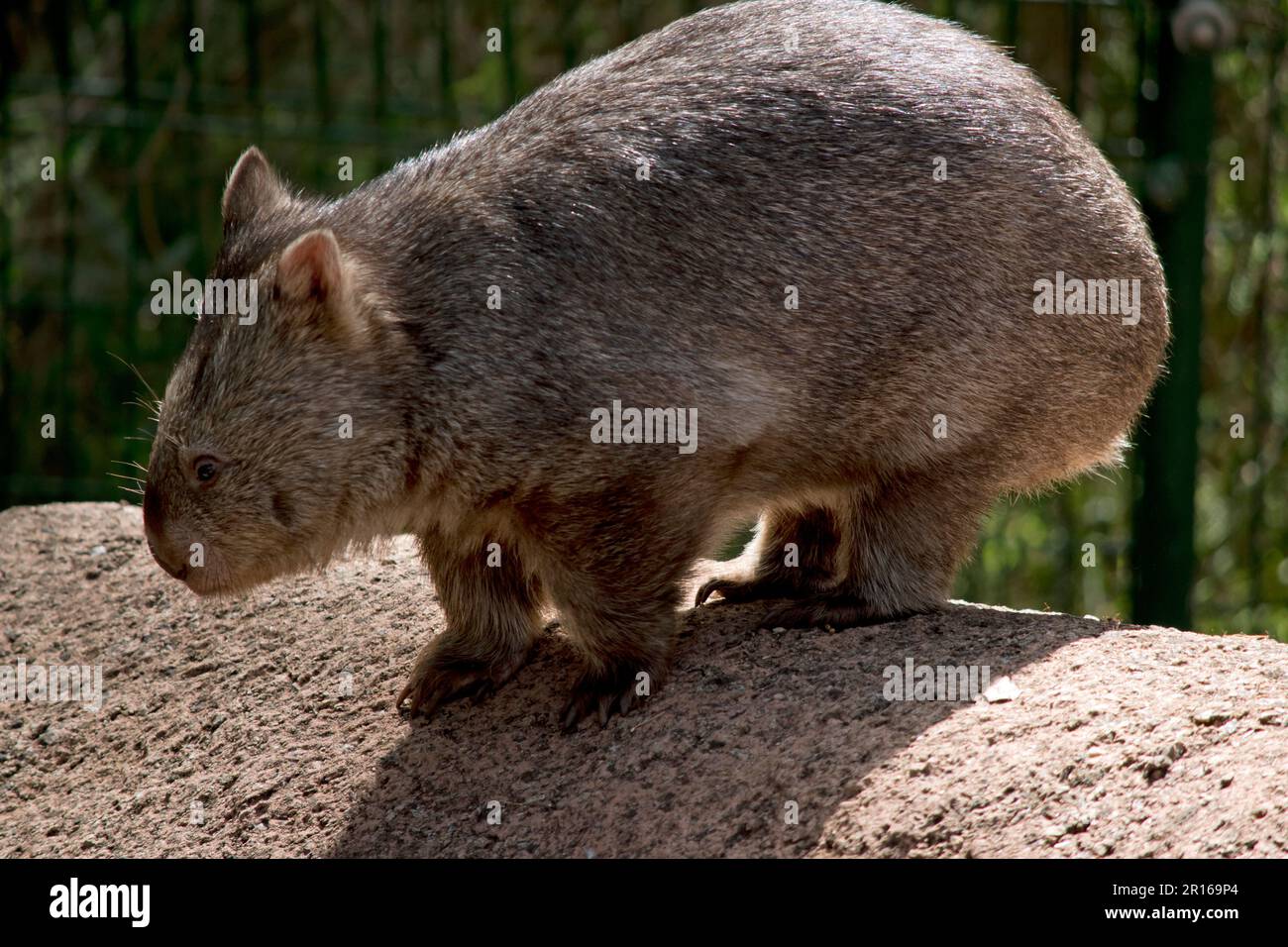 il comune wombat ha una testa grande e smussata con piccoli occhi e orecchie, e un collo corto e muscoloso. I loro artigli affilati e le loro gambe ostinate e potenti li rendono Foto Stock