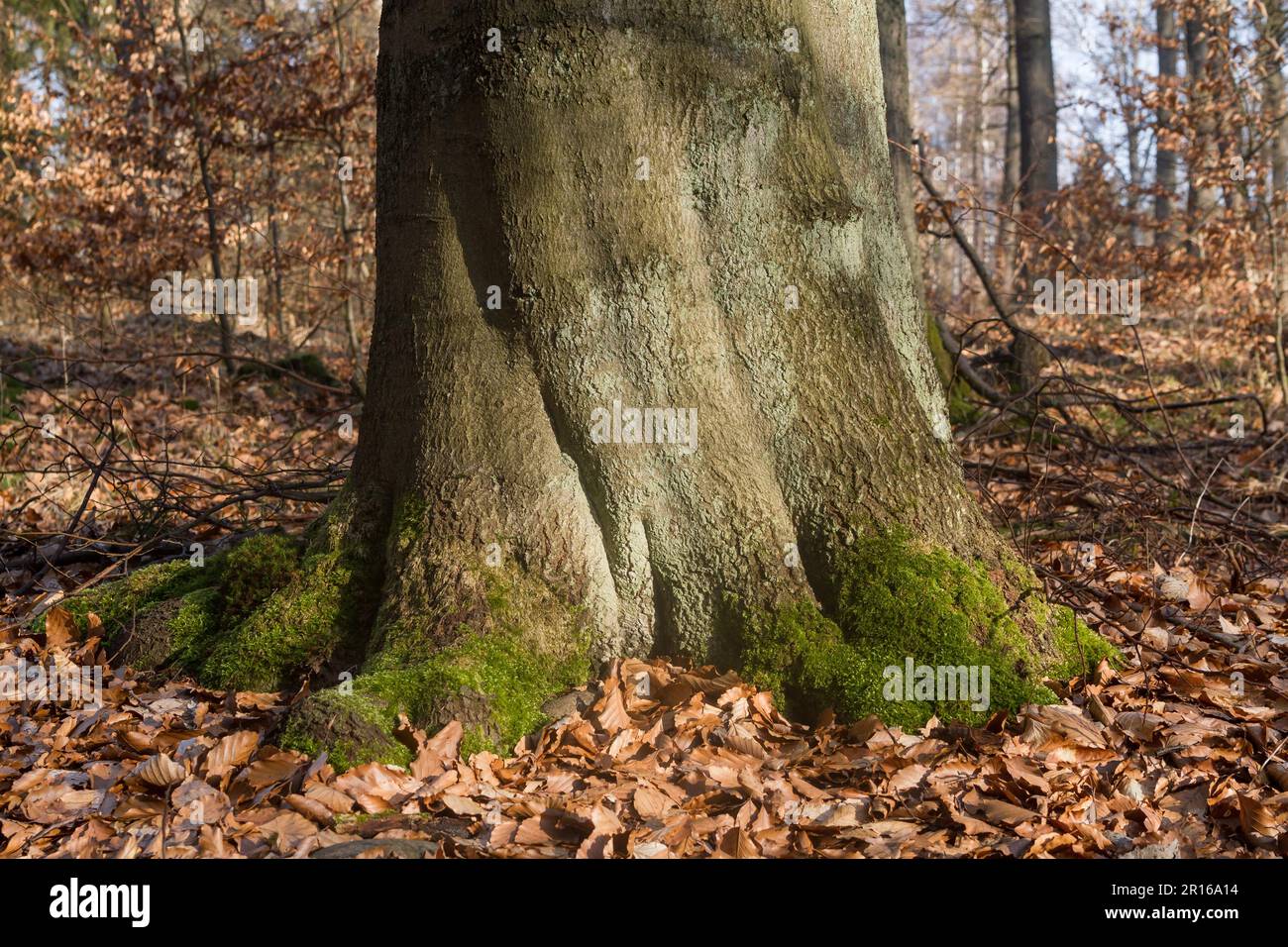 Albero e pavimento di foresta foglia-coperto Foto Stock