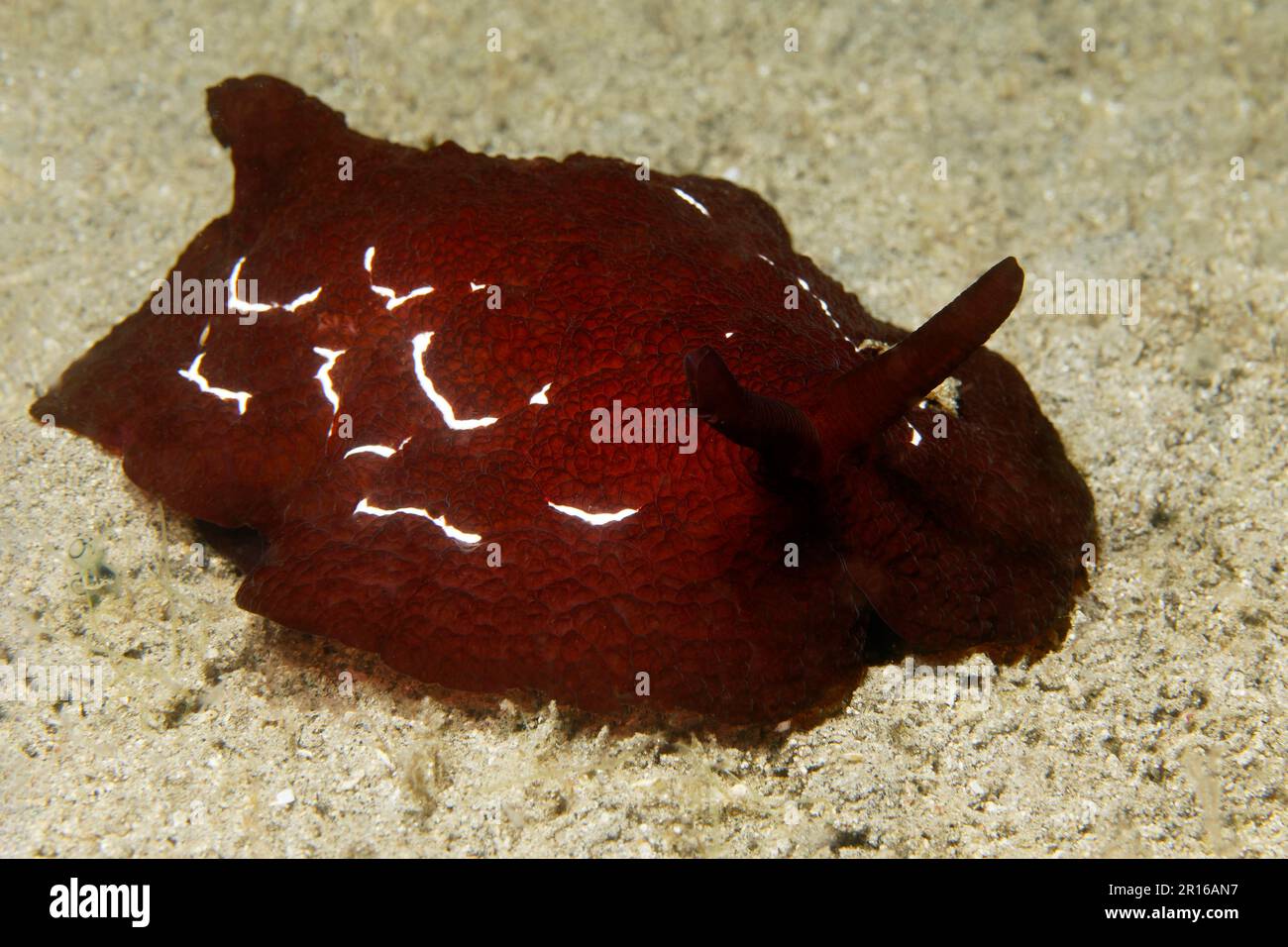 Gourami fiancheggiato (Pleurobranchuss forskalii), fondo sabbioso, mare di Sulu, Oceano Pacifico, Apo Island protetta Paesaggio-Seasccape, Negros, Isole Visayas Foto Stock