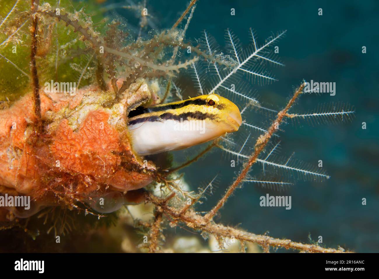 A strisce mimicry blenny (Petroscirtes breviceps), nel suo tubo di casa, Sulu Mare, Oceano Pacifico, Apo Island protetta Paesaggio-Seascape, Negros, Visayas Foto Stock