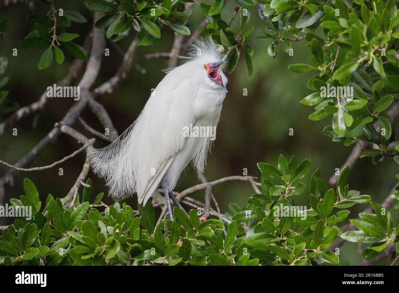 Snowy Egret, Florida, Alligator Farm, St Agostino (Egretta thula) Foto Stock