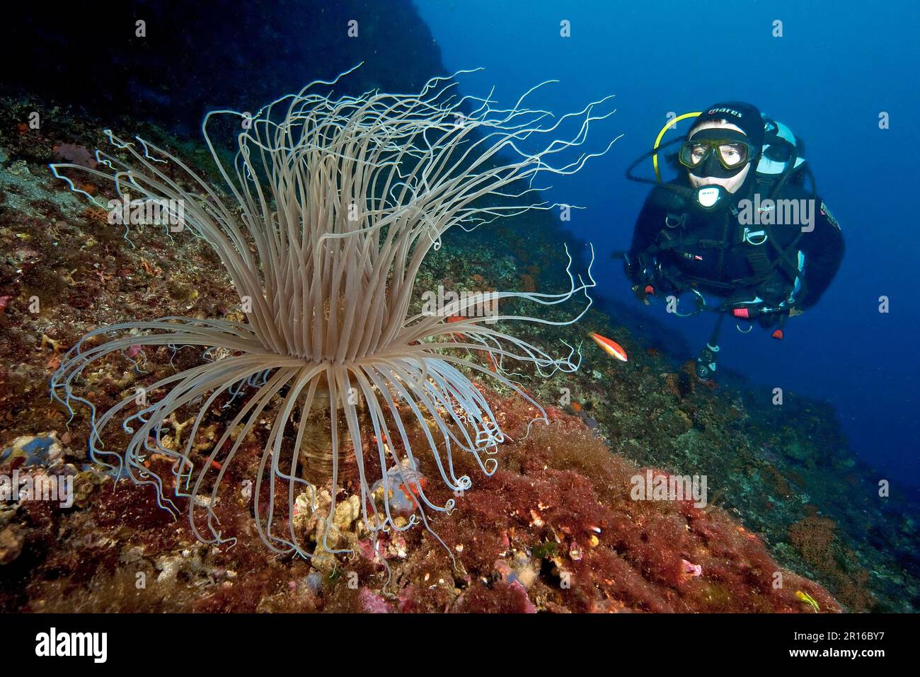 Tubo colorato anemone (Cerianthus membranaceus) e subacqueo, Mar Mediterraneo Foto Stock