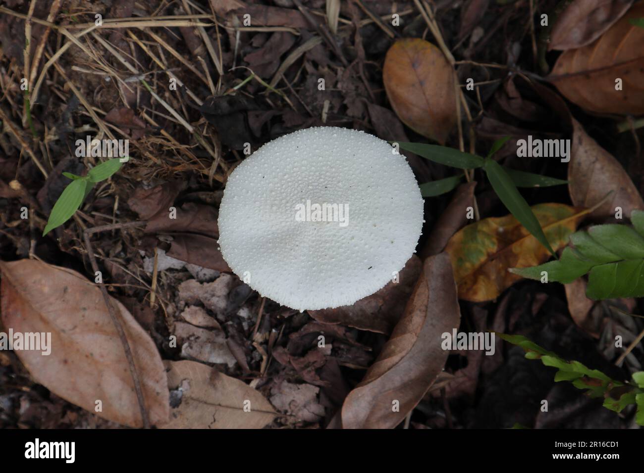 Un fungo di colore bianco chiaro a testa piatta fiorì sul terreno dove era circondato da erba morta e foglie secche, vista dall'alto Foto Stock