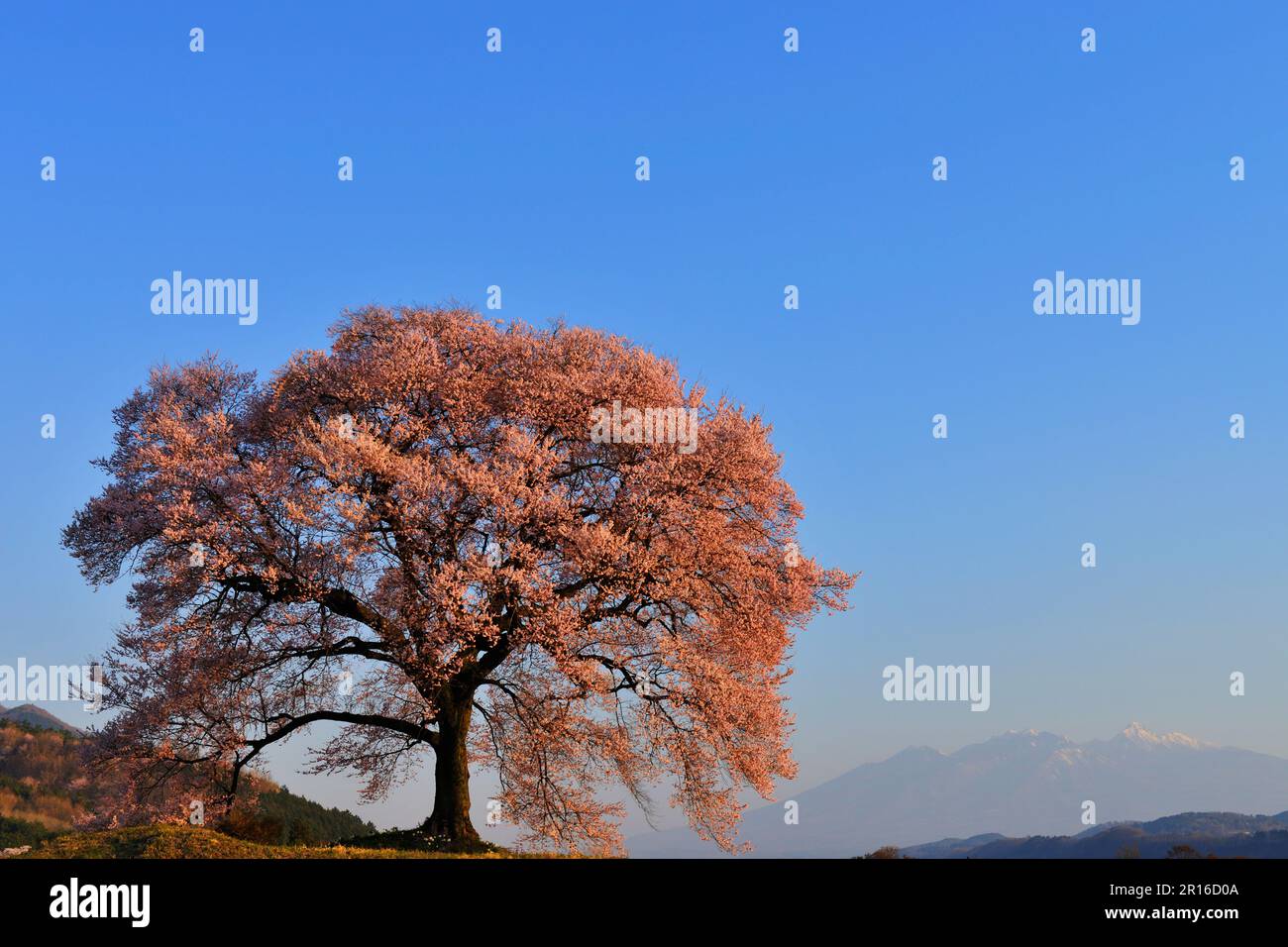 Edo-Higan ciliegio a Wanizuka splende al sole del mattino e Yatsugatake con neve rimanente Foto Stock