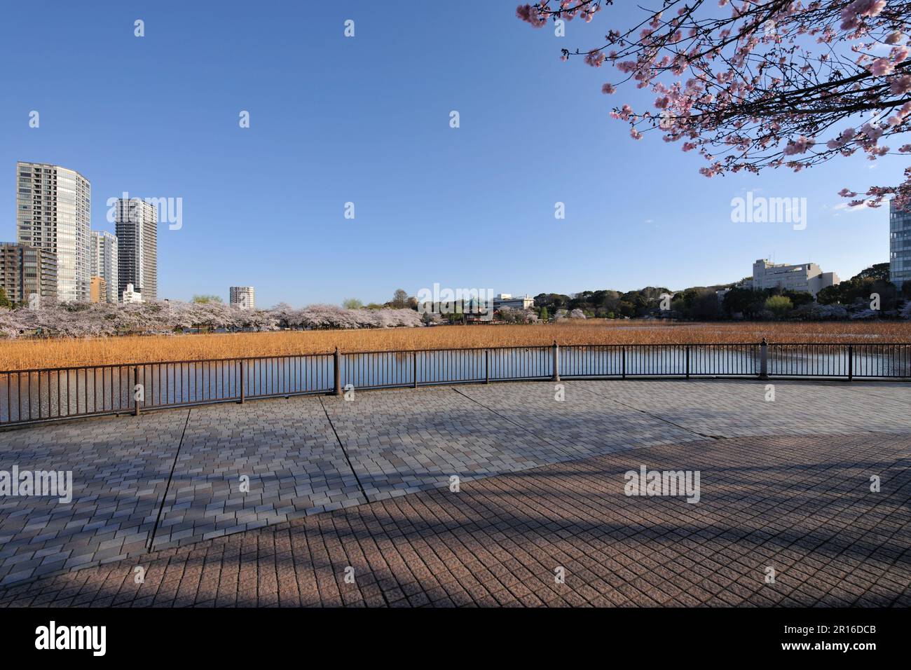 Fiore dei ciliegi e lago Shinobazu la mattina presto Foto Stock