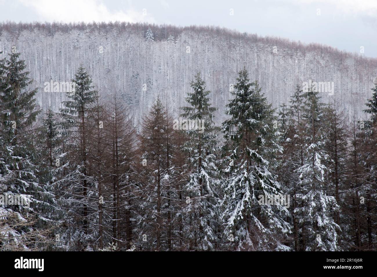 Foreste di conifere immagini e fotografie stock ad alta risoluzione Alamy