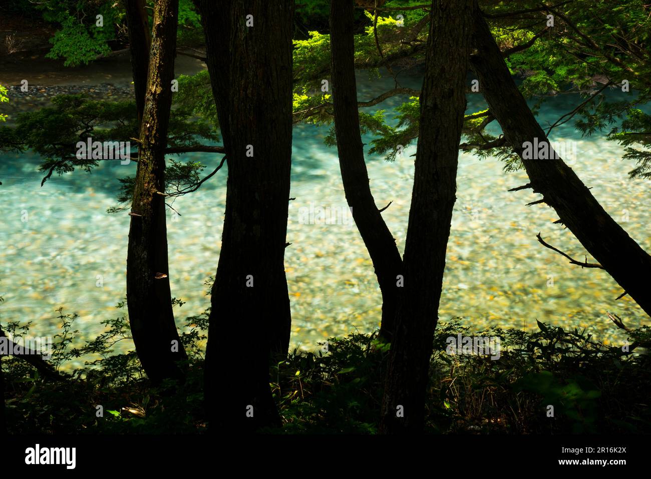 Foresta primordiale e Fiume Azusagawa, Kamikochi Foto Stock