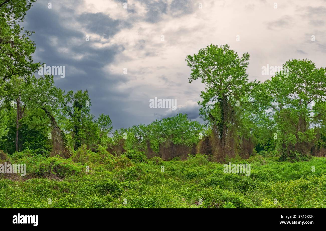 Giungla verde densa e inpassabile Foto Stock