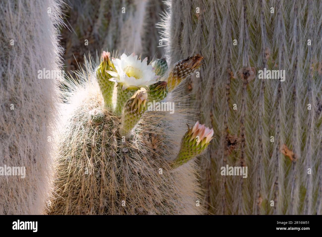 Focus sui cactus fioriti sulla famosa isola Incahuasi a Uyuni Salt Flats in Bolivia Foto Stock