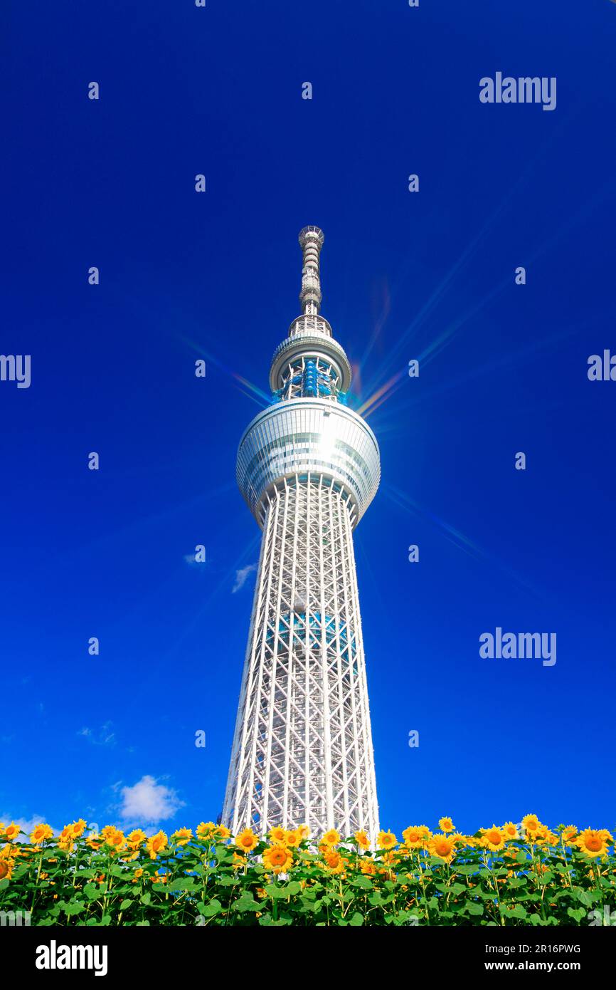 Fotografia composita dello Skytree di Tokyo e di un campo di girasole Foto Stock
