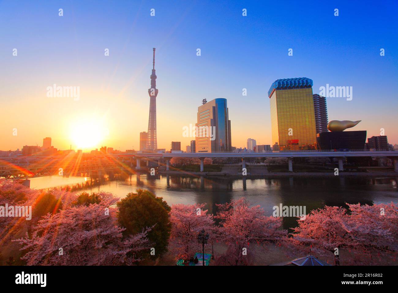 Foresta dei ciliegi in fiore nel Parco Sumida, Tokyo Skytree, Fiume Sumida, luce del sole mattutina e treno Tobu Foto Stock