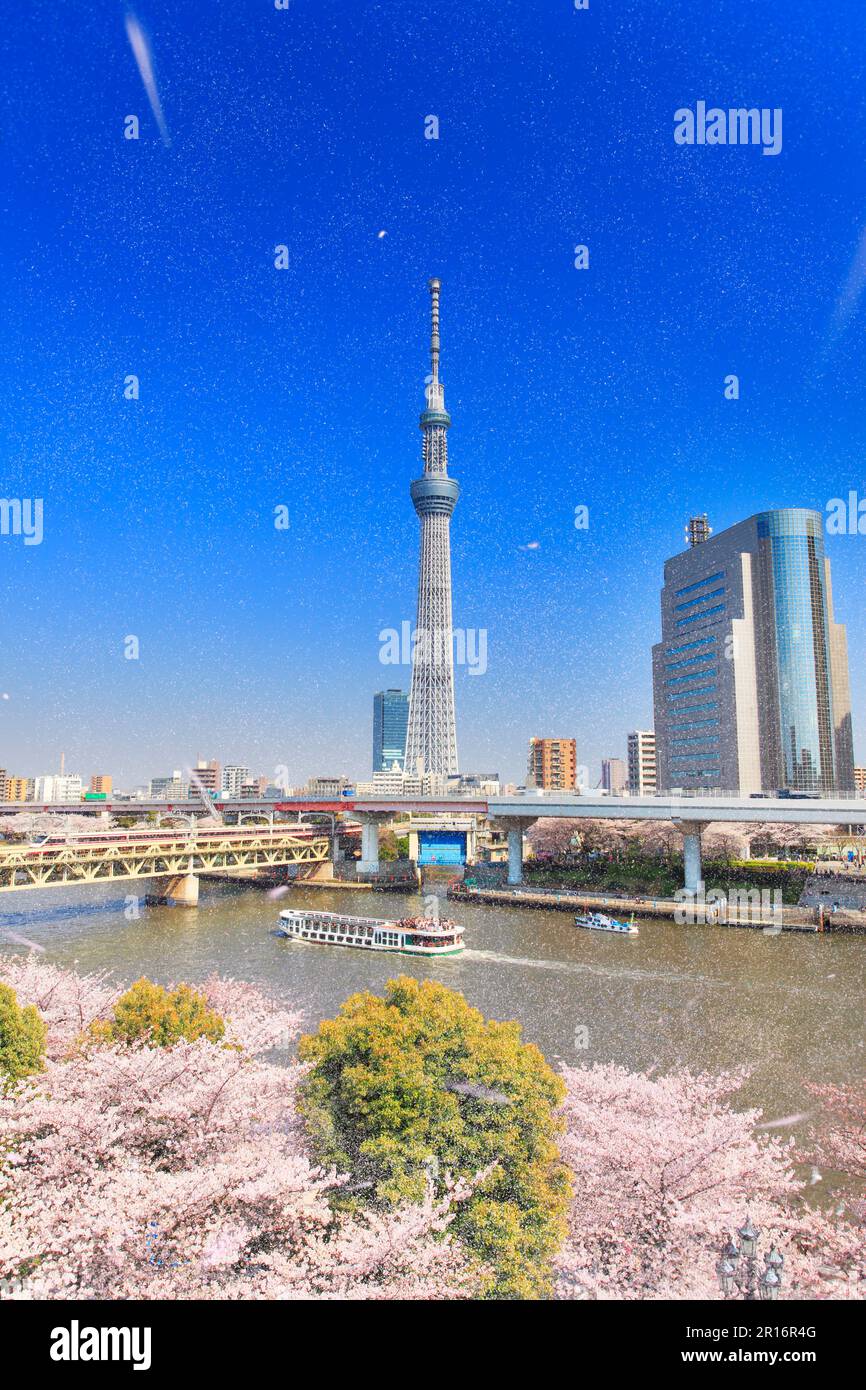 Petali di ciliegio in Sumida Park, Tokyo Skytree, Sumida River, Pleasure Cruise Boat e Tobu Train Foto Stock