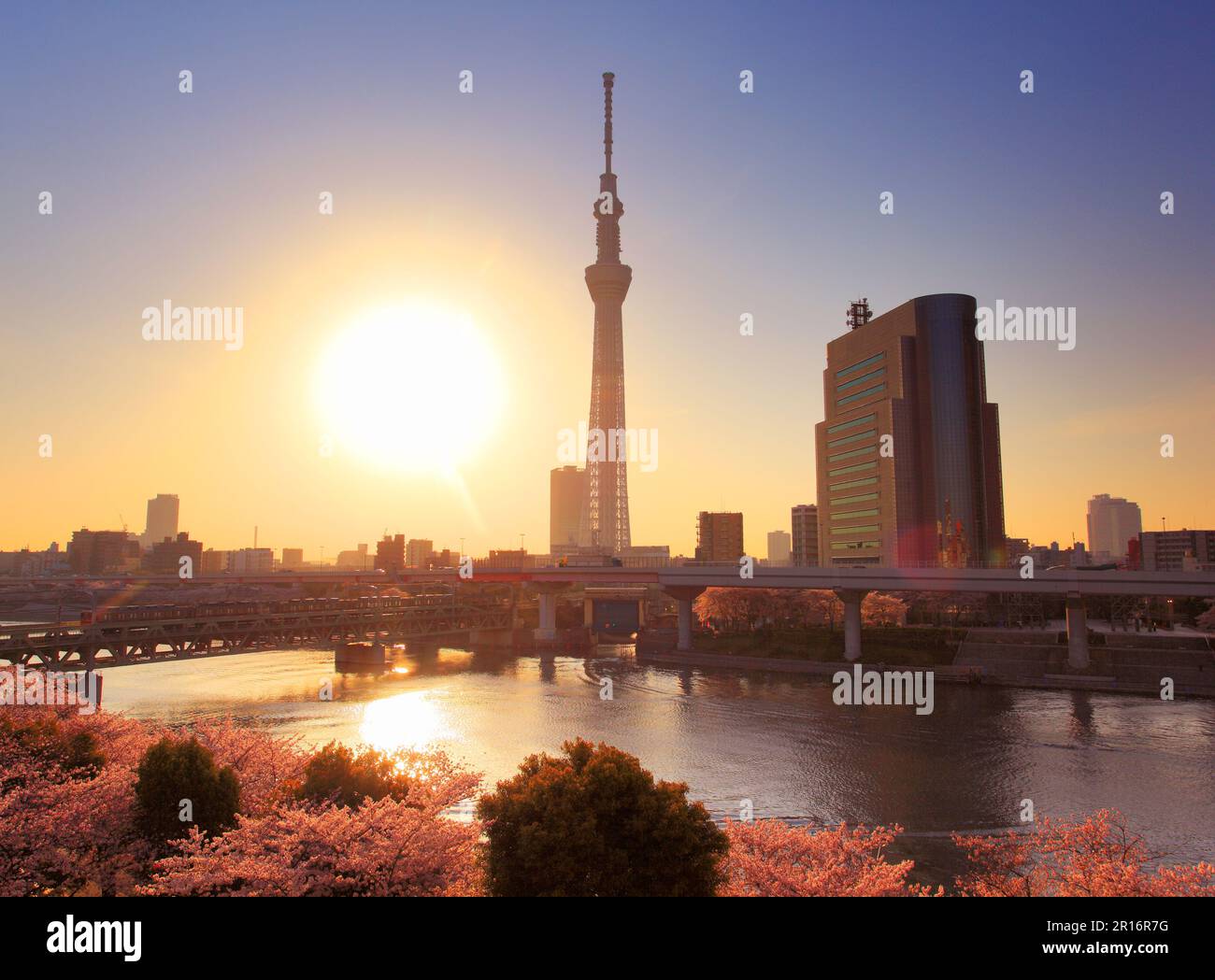 Foresta dei ciliegi in fiore nel Parco Sumida, Tokyo Skytree, Fiume Sumida, luce del sole mattutina e treno Tobu Foto Stock