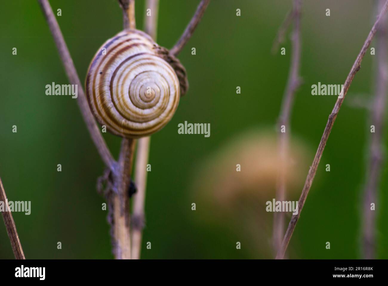 Helix pomatia anche Lumaca romana su stelo secco Foto Stock